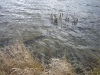 img_2274_0.jpg